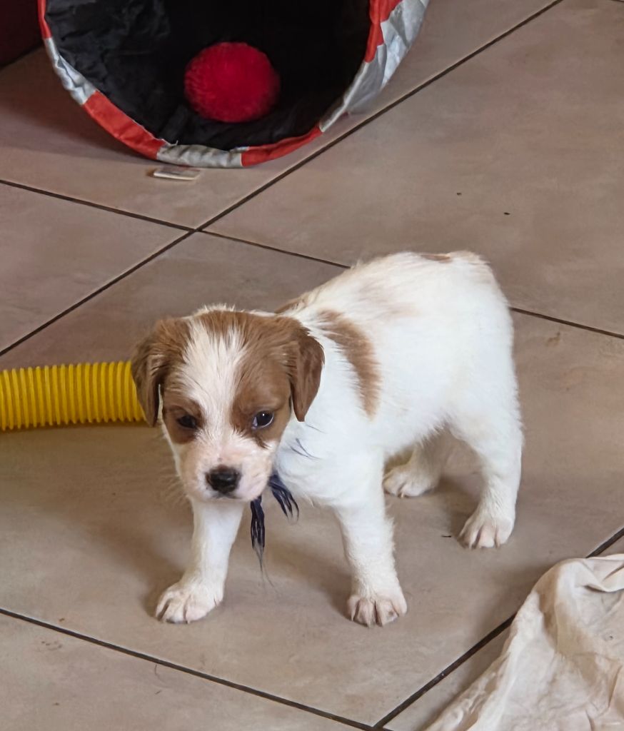 Du Paradis Des Anges - Chiots disponibles - Epagneul Breton