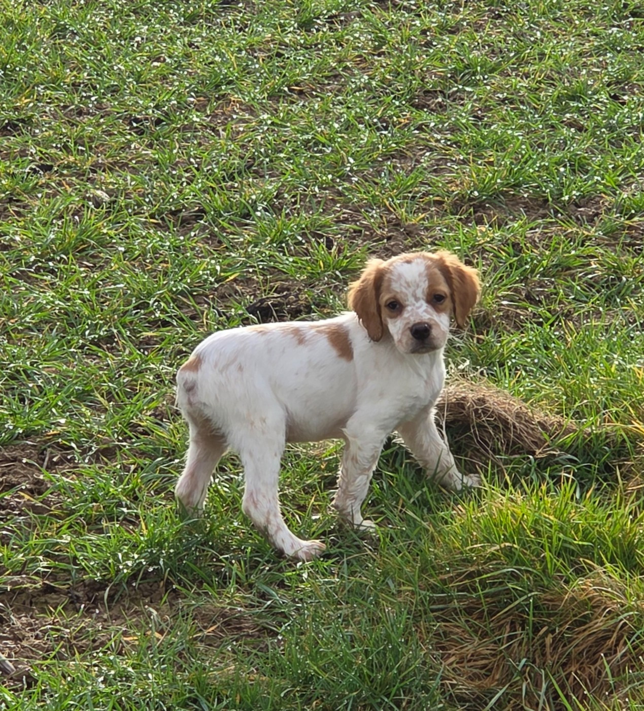 Du Paradis Des Anges - Chiots disponibles - Epagneul Breton