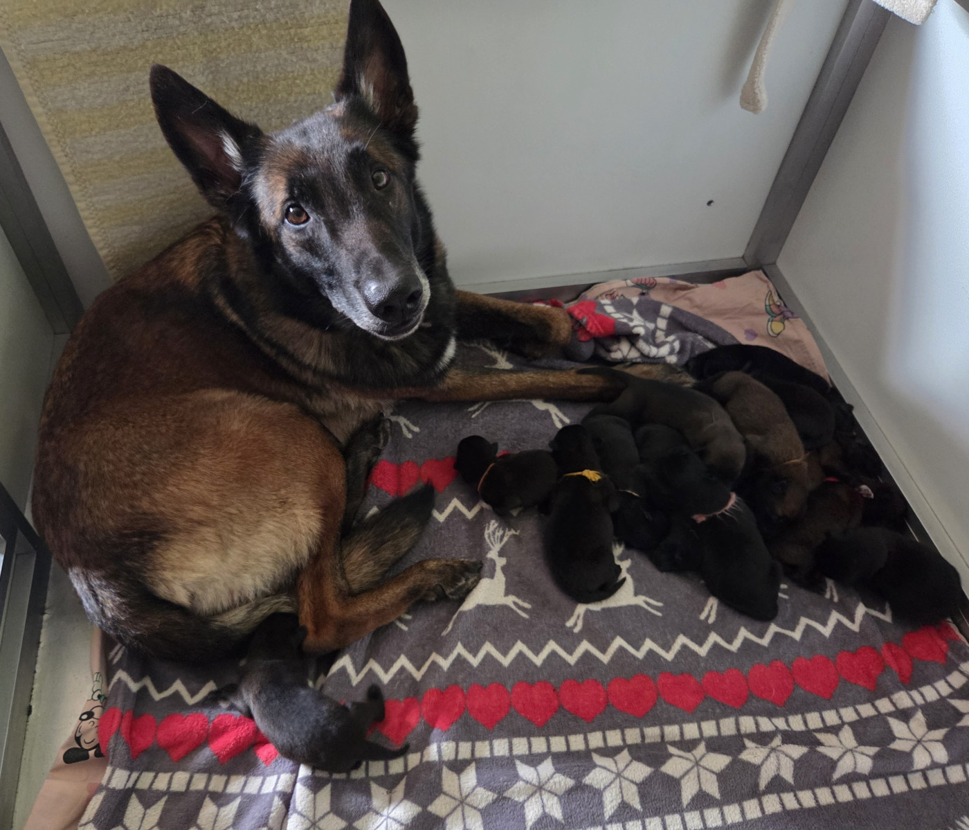 Chiot Berger Belge Du Paradis Des Anges