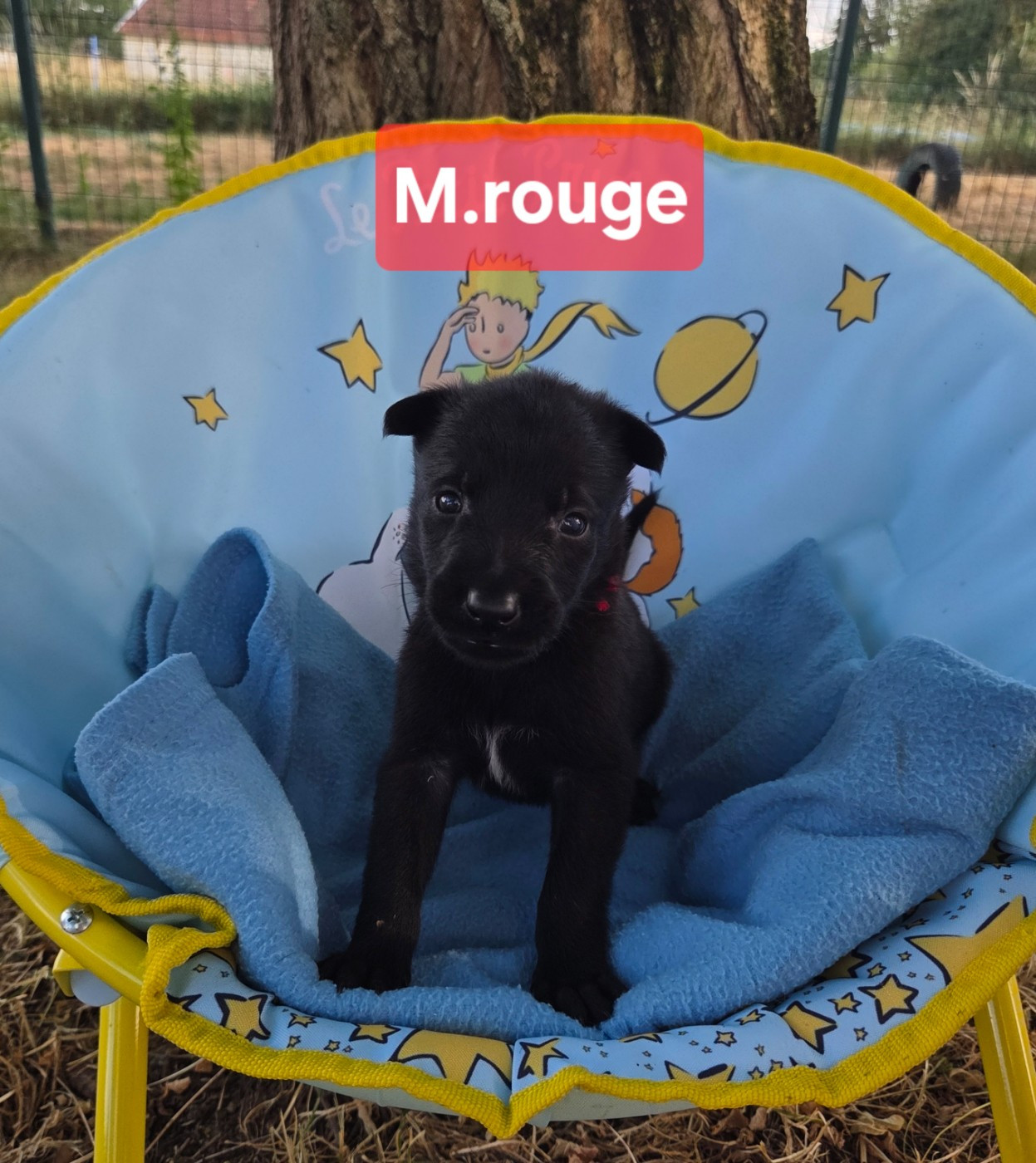 Du Paradis Des Anges - Chiots disponibles - Berger Belge