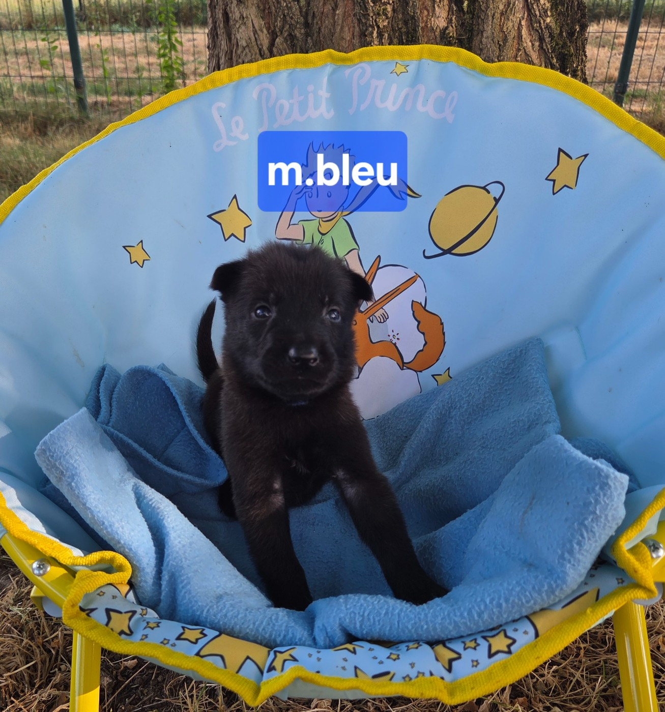 Du Paradis Des Anges - Chiots disponibles - Berger Belge