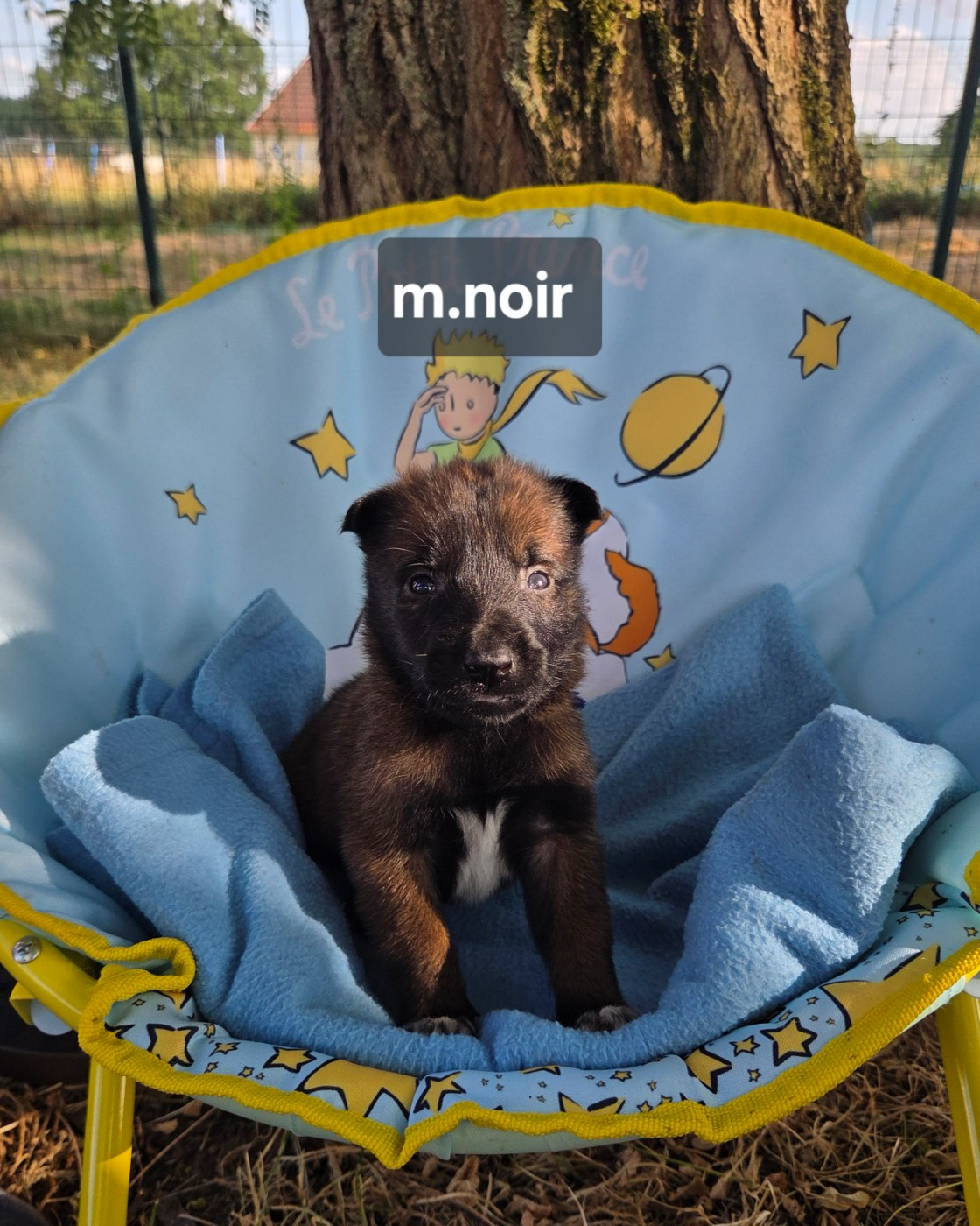 Du Paradis Des Anges - Chiots disponibles - Berger Belge