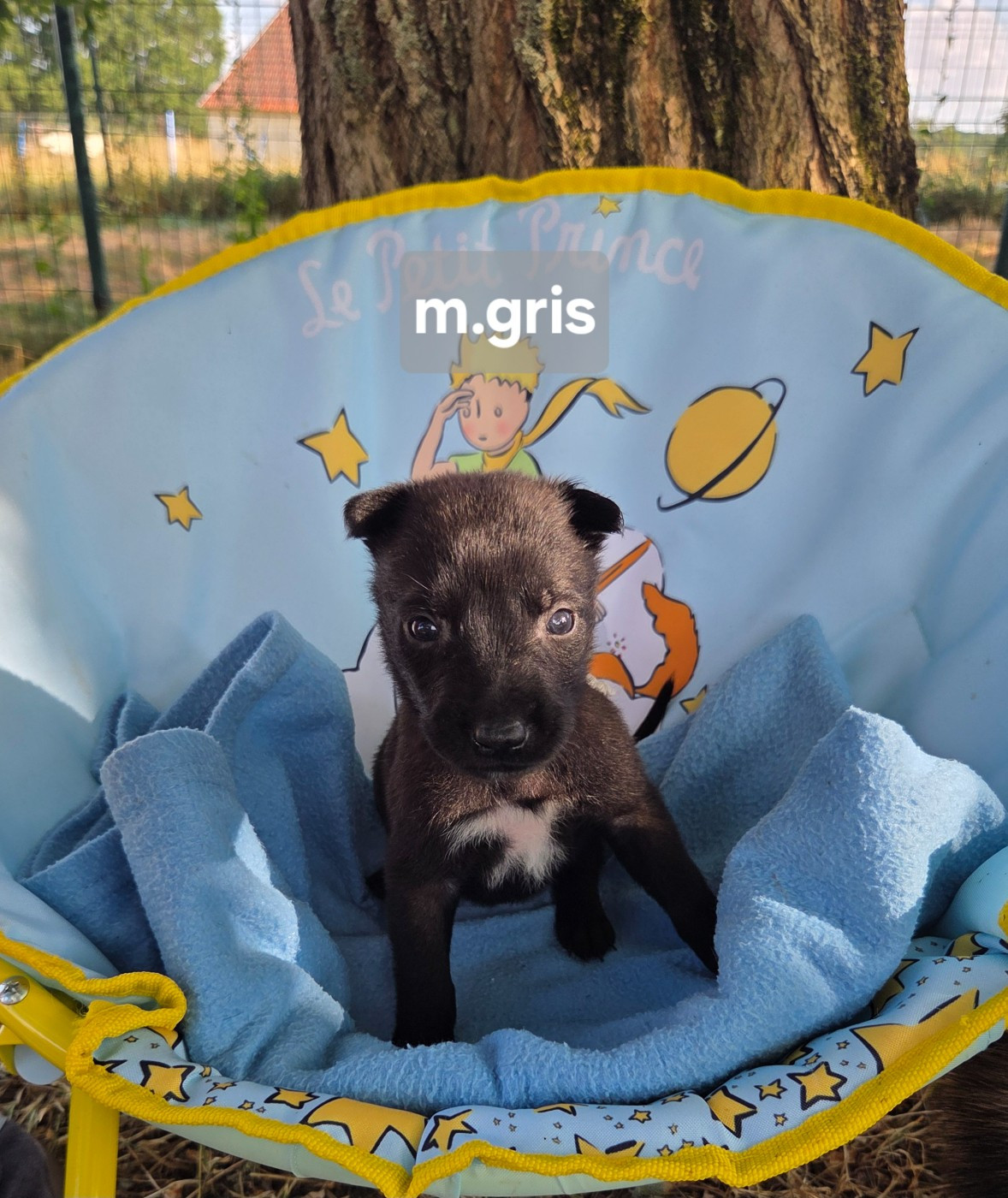 Du Paradis Des Anges - Chiots disponibles - Berger Belge