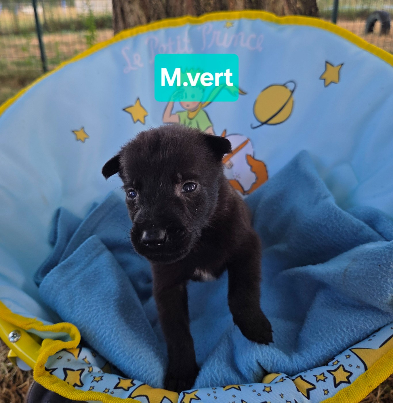 Du Paradis Des Anges - Chiots disponibles - Berger Belge