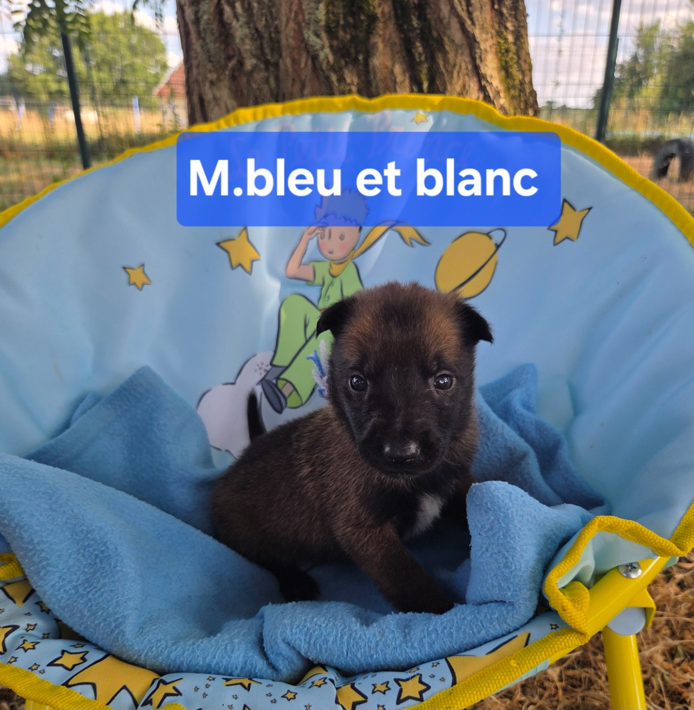 Du Paradis Des Anges - Chiots disponibles - Berger Belge