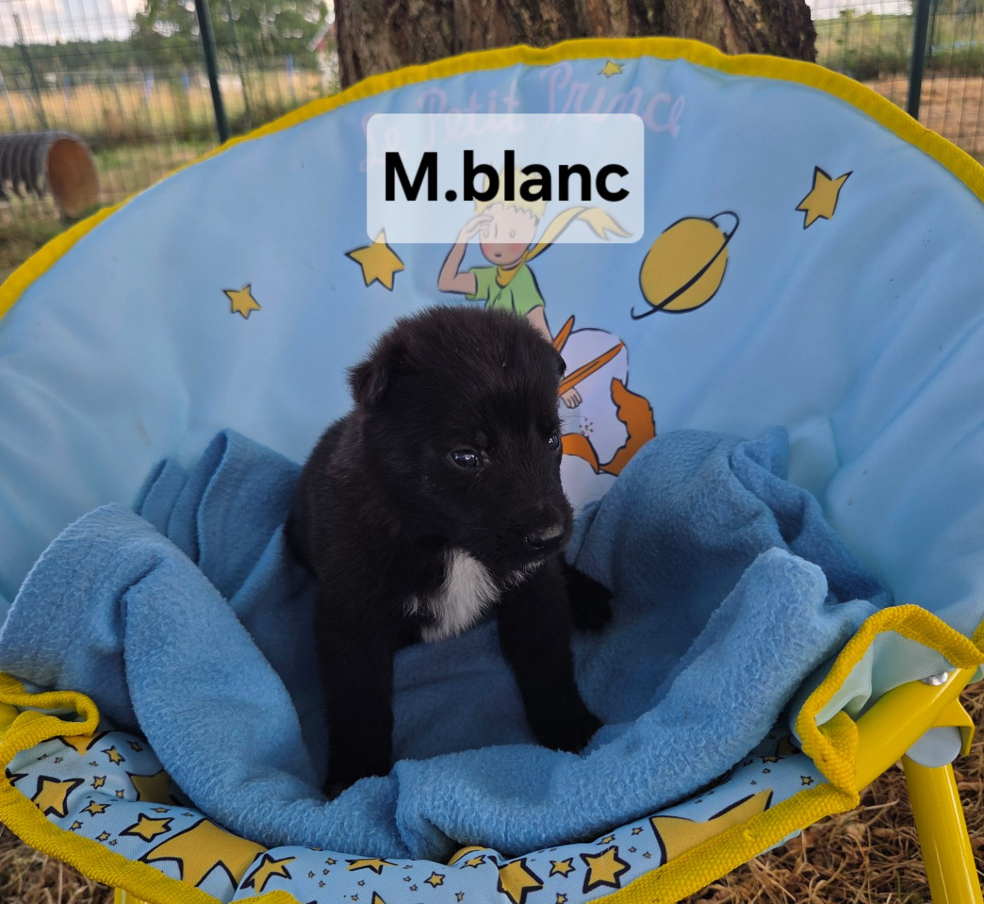 Du Paradis Des Anges - Chiots disponibles - Berger Belge