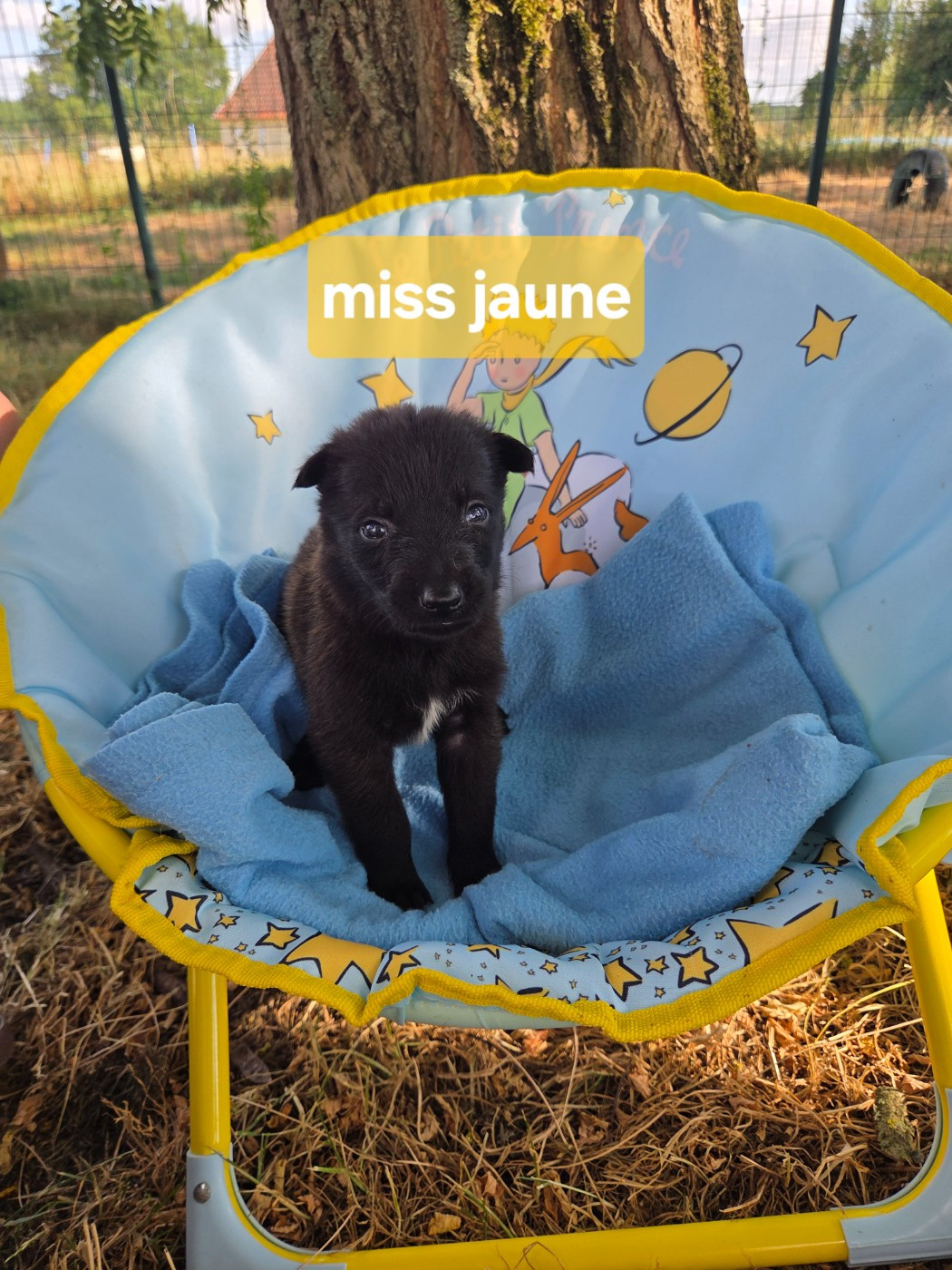Du Paradis Des Anges - Chiots disponibles - Berger Belge