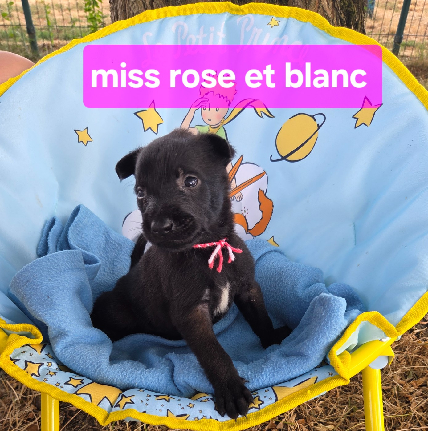 Du Paradis Des Anges - Chiots disponibles - Berger Belge
