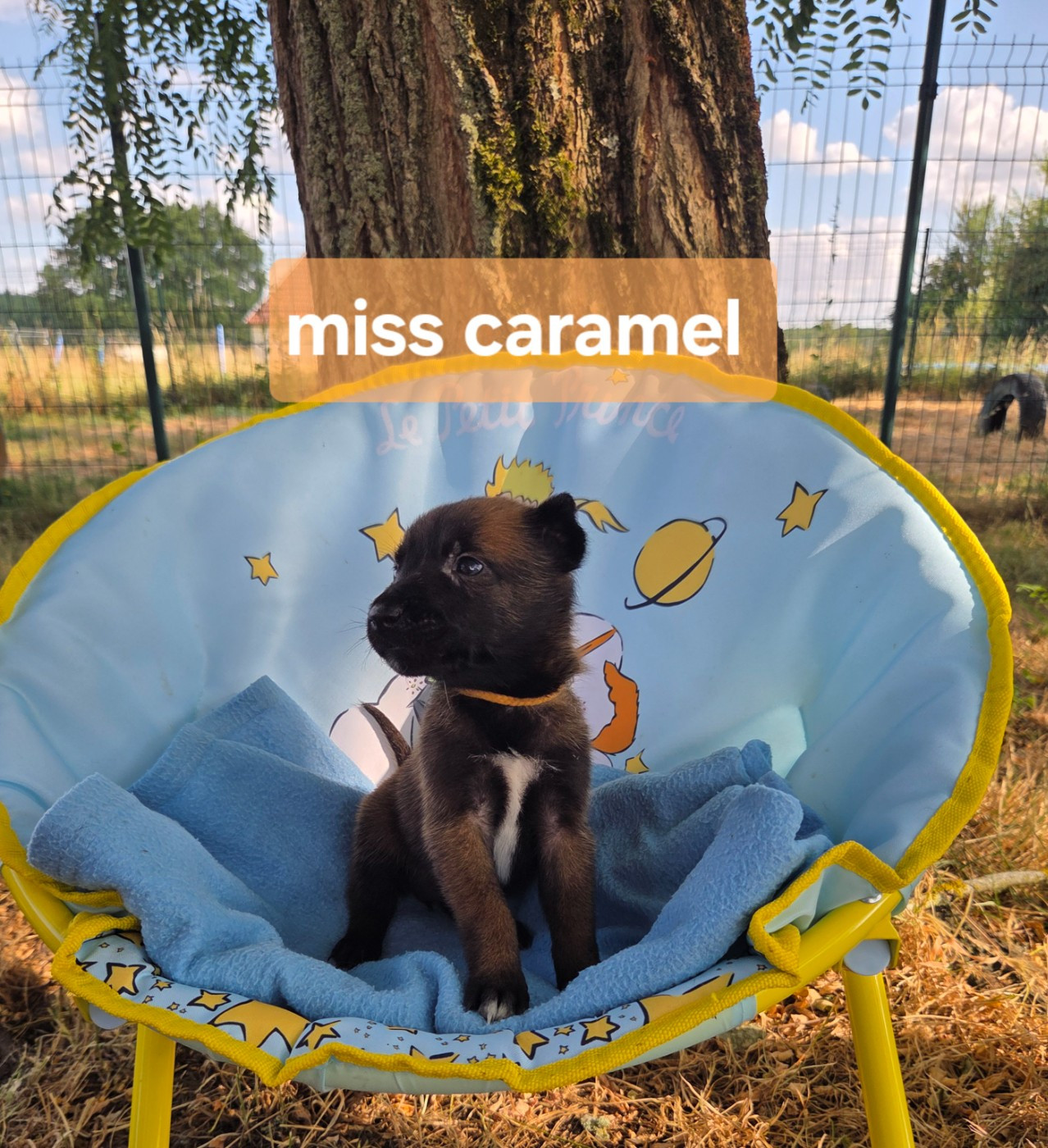 Du Paradis Des Anges - Chiots disponibles - Berger Belge
