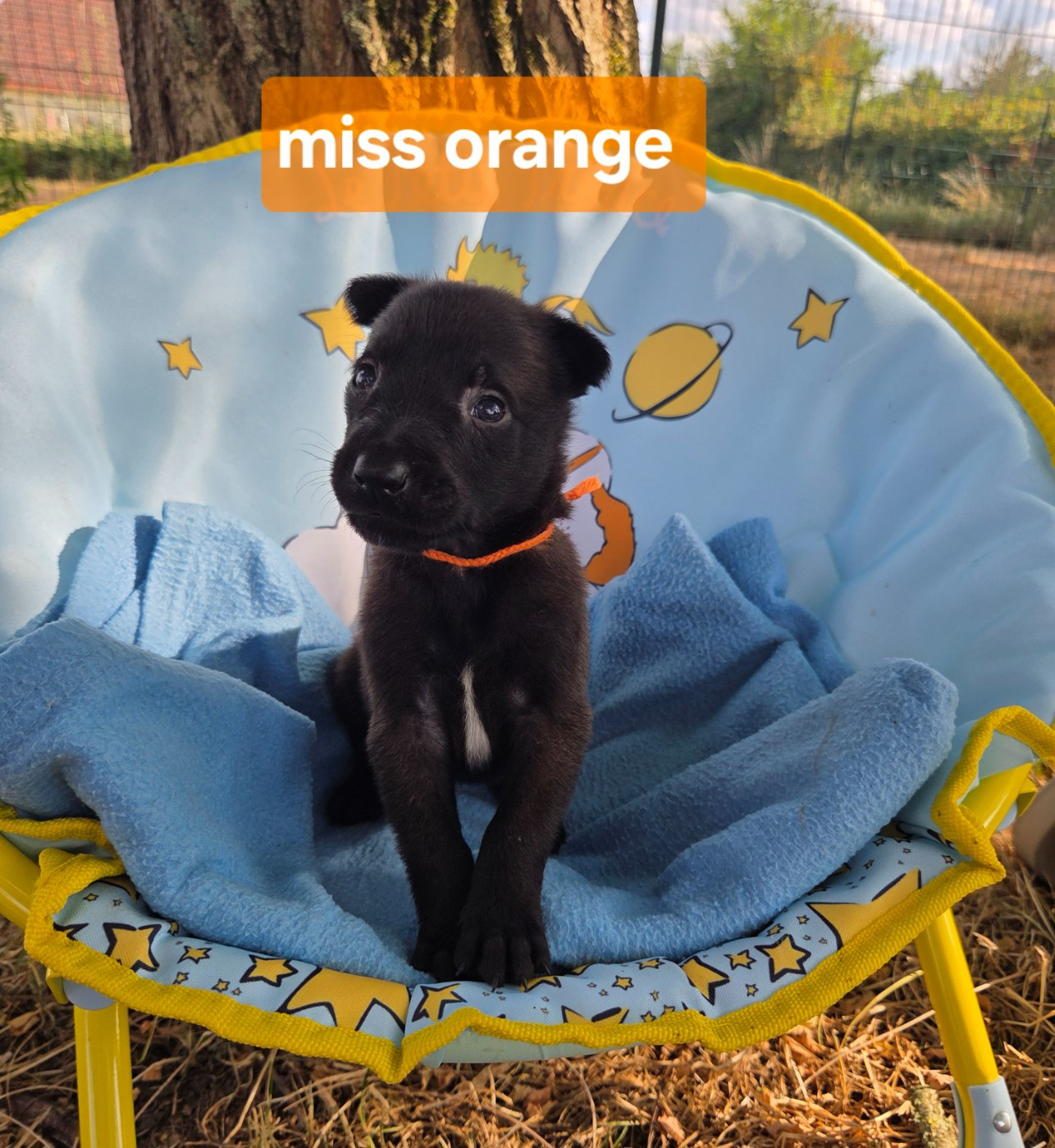 Du Paradis Des Anges - Chiots disponibles - Berger Belge
