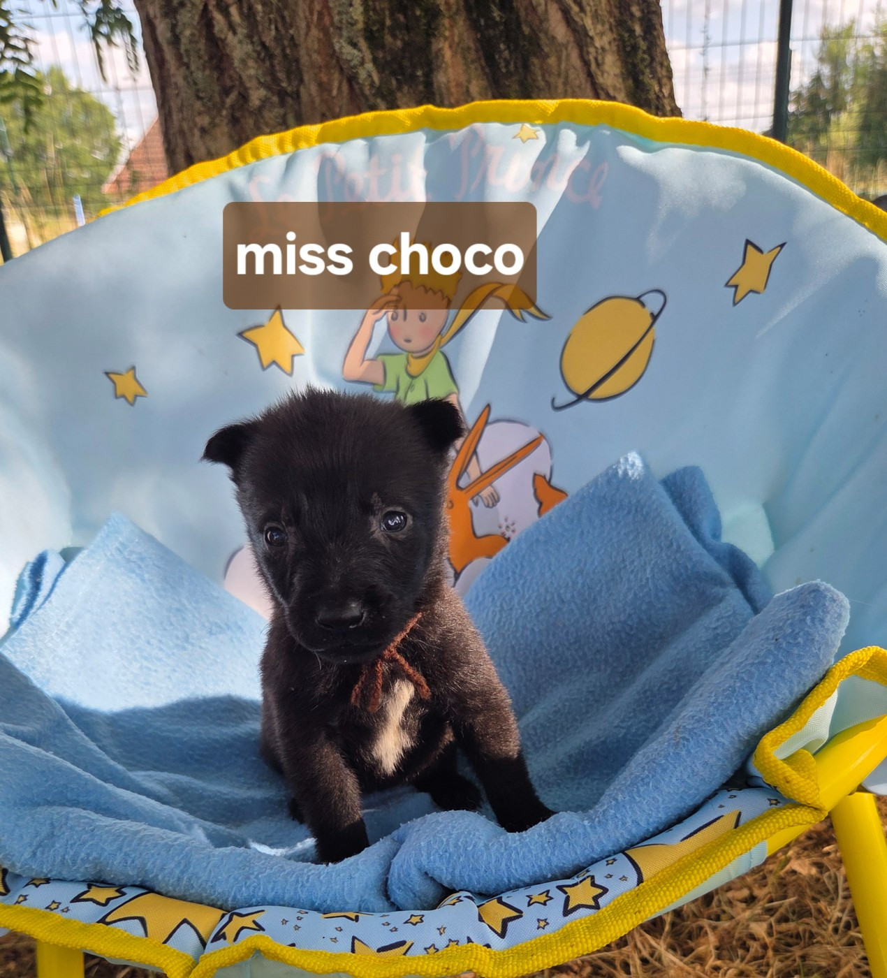 Du Paradis Des Anges - Chiots disponibles - Berger Belge