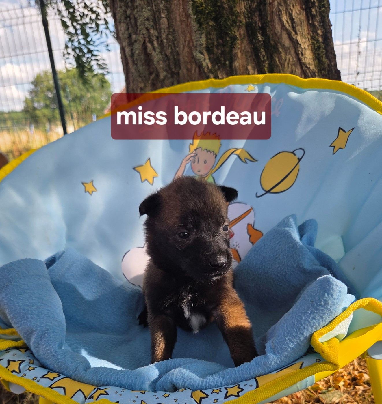 Du Paradis Des Anges - Chiots disponibles - Berger Belge