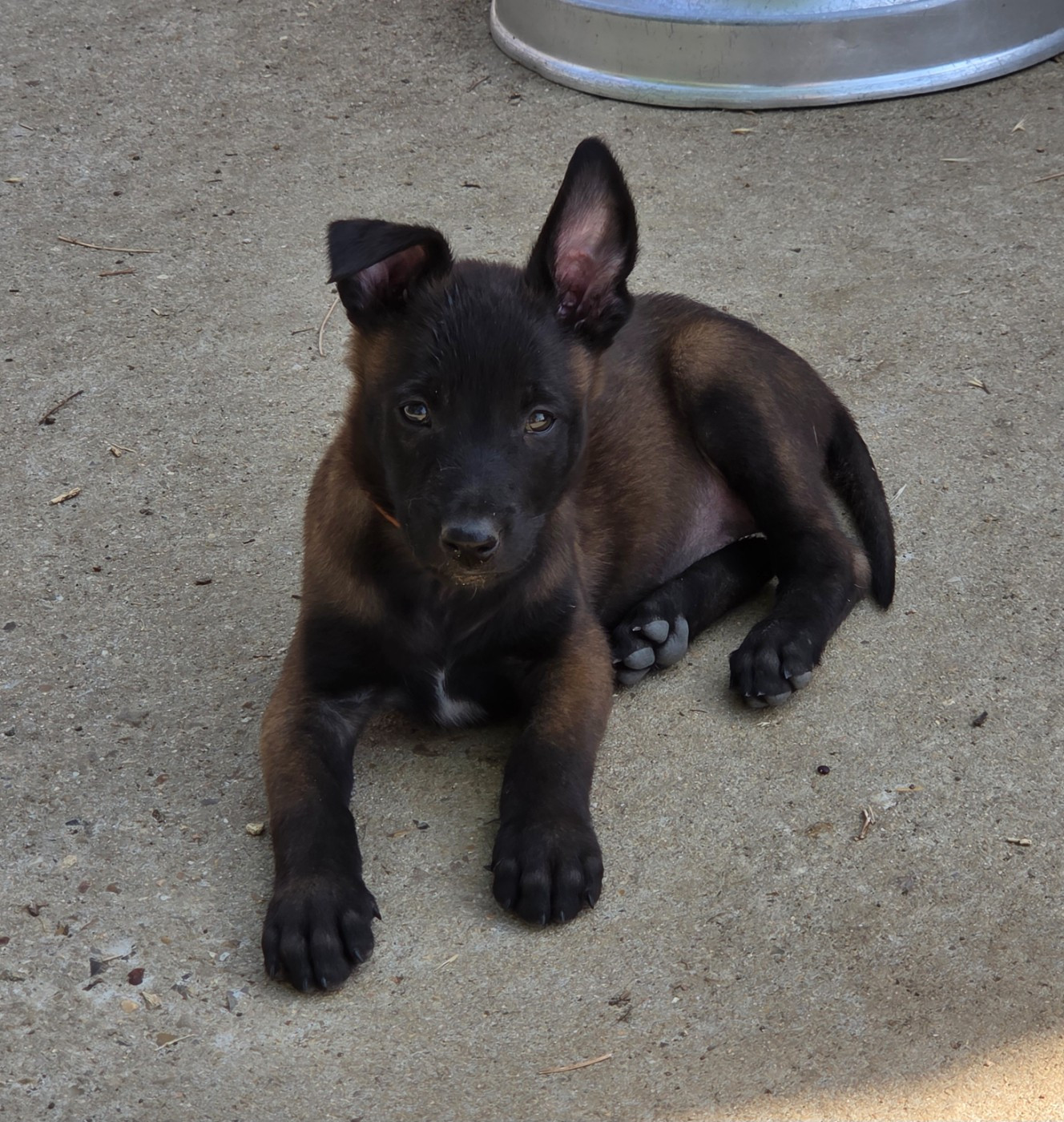 Du Paradis Des Anges - Chiots disponibles - Berger Belge