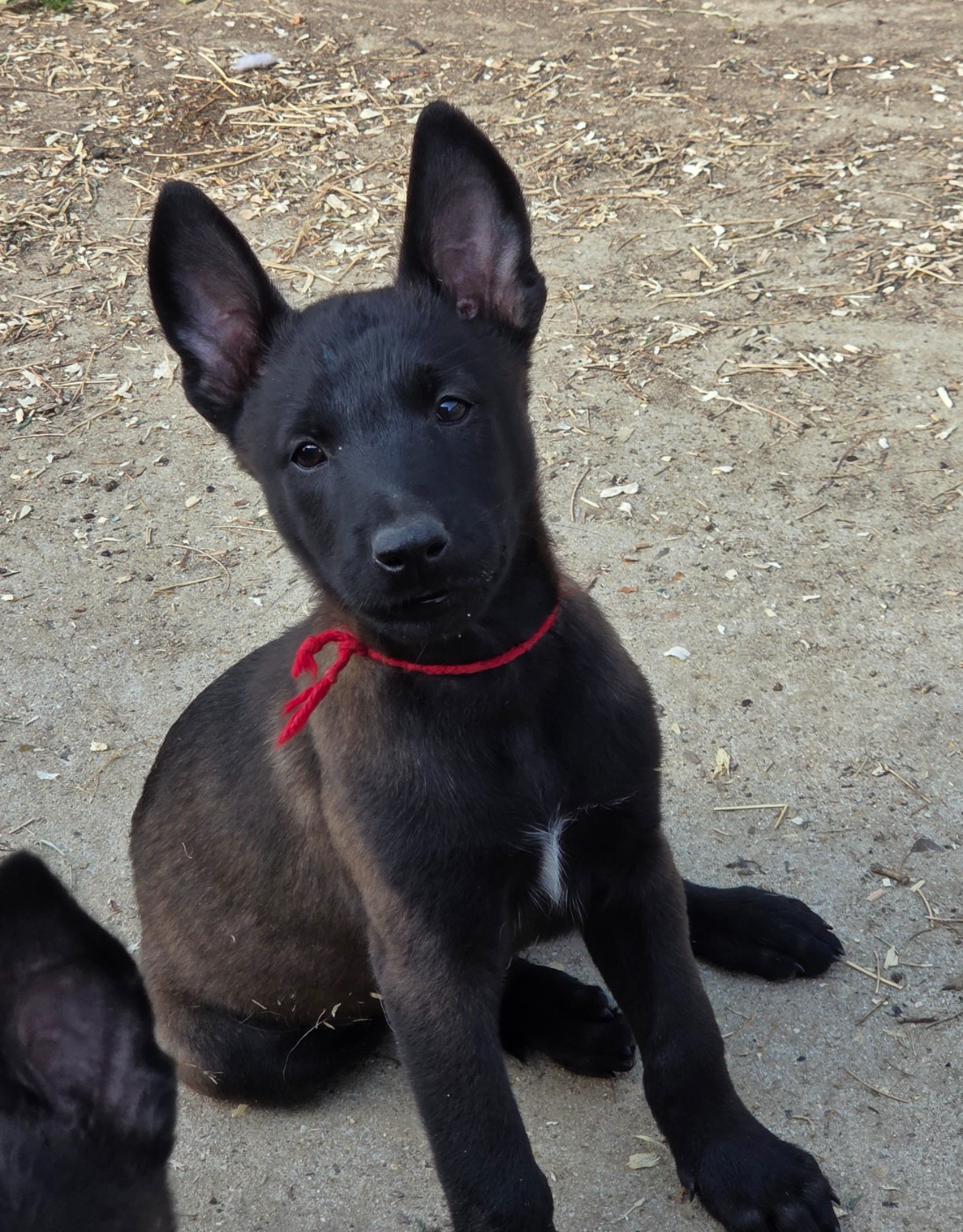 Du Paradis Des Anges - Chiots disponibles - Berger Belge