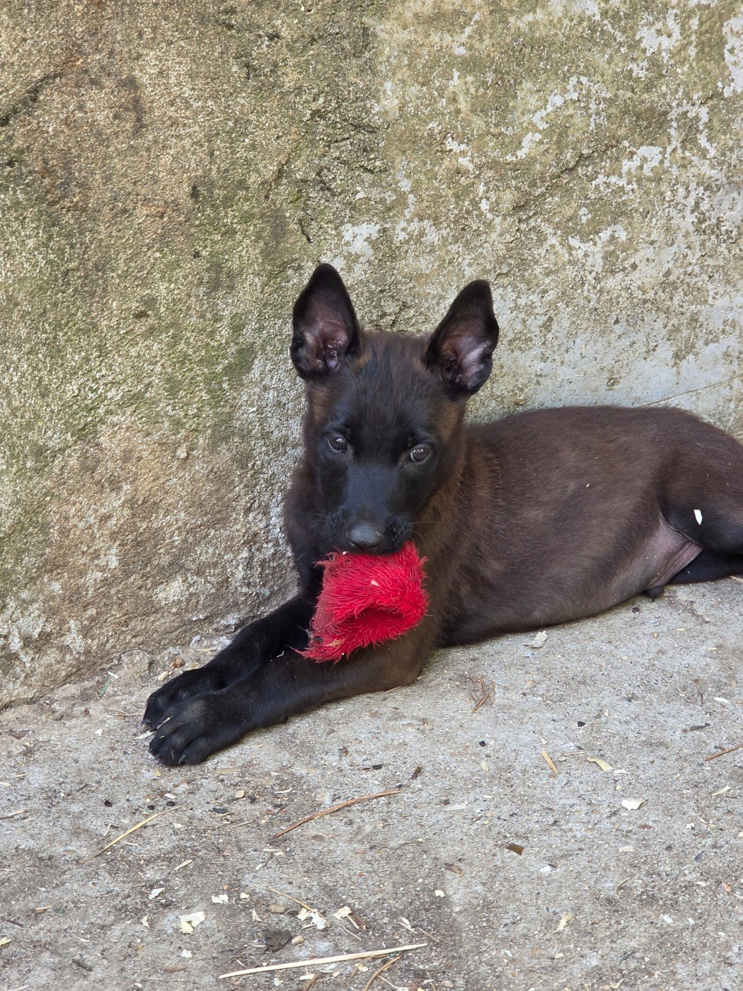 Du Paradis Des Anges - Chiots disponibles - Berger Belge