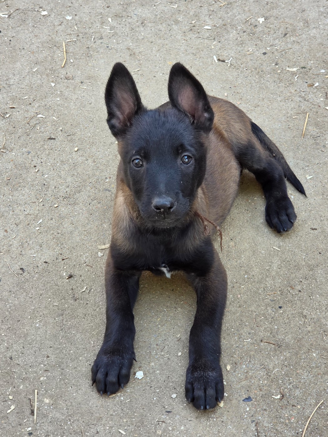 Du Paradis Des Anges - Chiots disponibles - Berger Belge