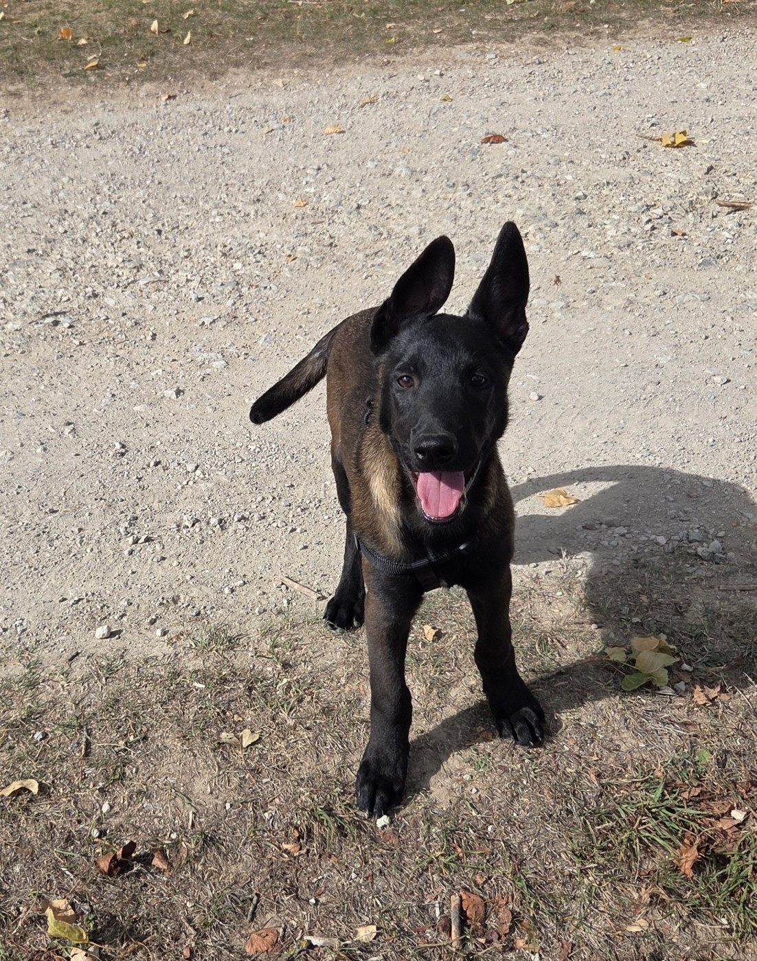 Du Paradis Des Anges - Chiots disponibles - Berger Belge