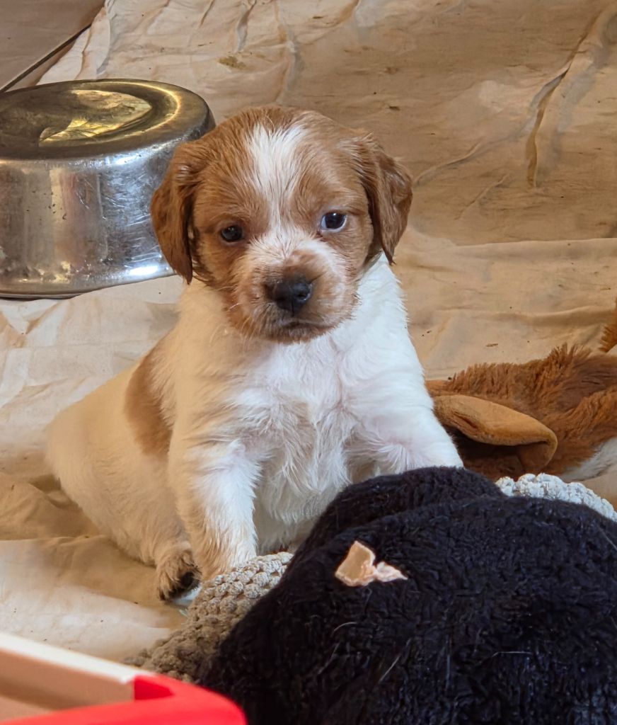 Du Paradis Des Anges - Chiots disponibles - Epagneul Breton