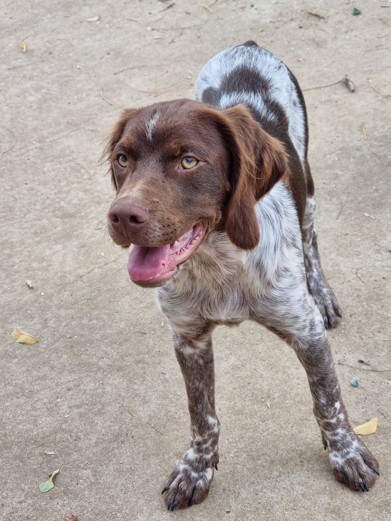 Du Paradis Des Anges - Chiots disponibles - Epagneul Breton