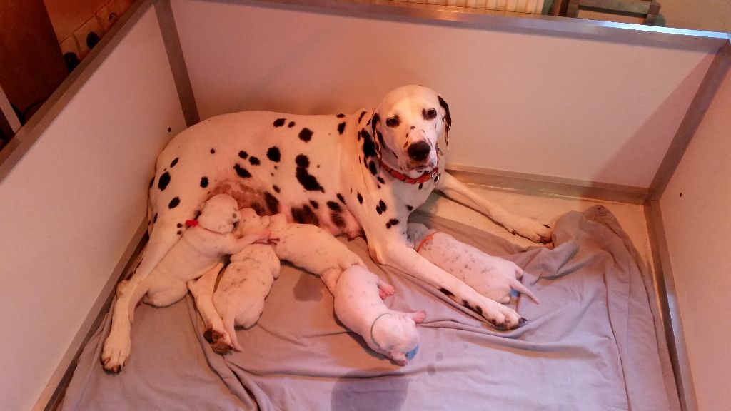 Chiot Dalmatien Du Paradis Des Anges