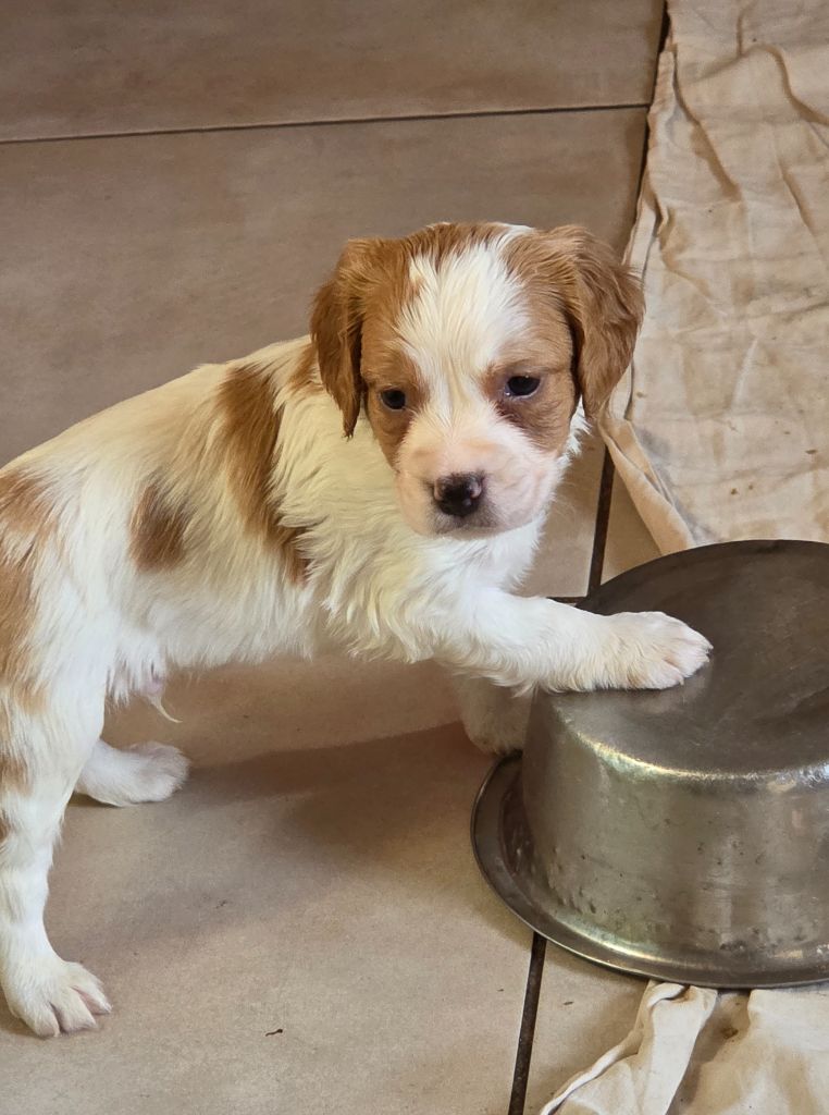 Du Paradis Des Anges - Chiots disponibles - Epagneul Breton