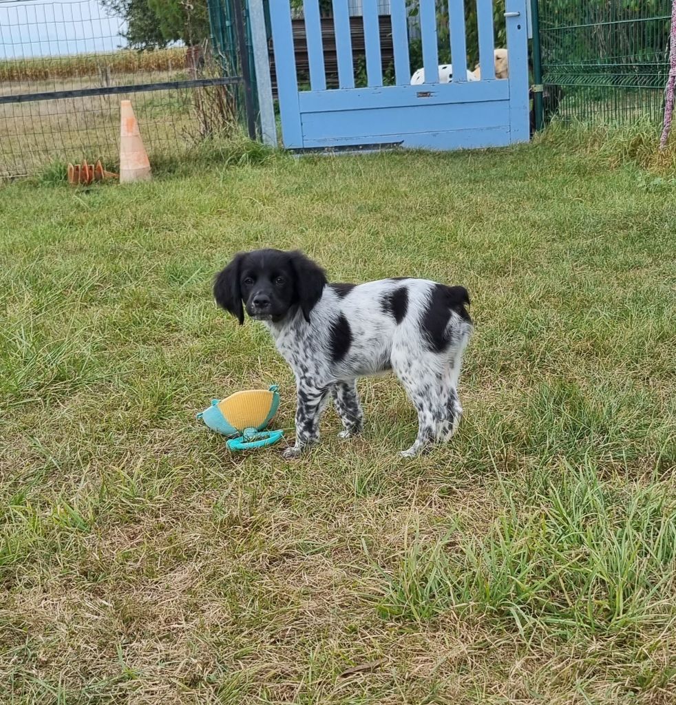 Du Paradis Des Anges - Chiots disponibles - Epagneul Breton