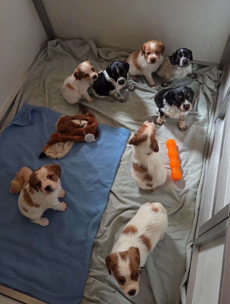 Chiot Epagneul Breton Du Paradis Des Anges