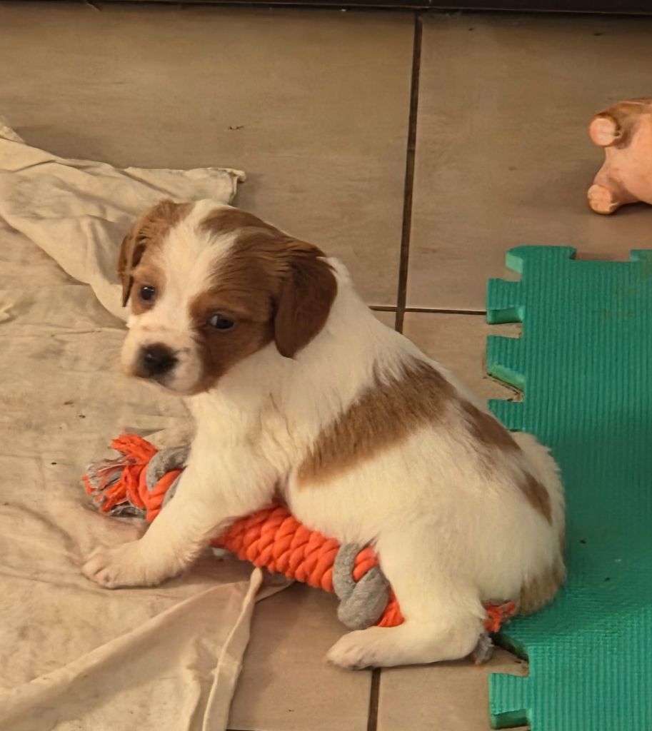 Du Paradis Des Anges - Chiots disponibles - Epagneul Breton