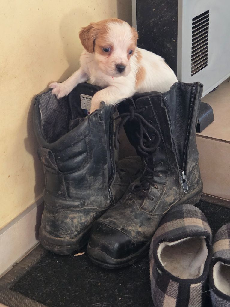 Du Paradis Des Anges - Chiots disponibles - Epagneul Breton