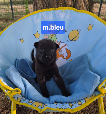 M.bleu