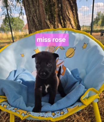 Miss rose
