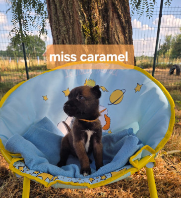 Miss caramel