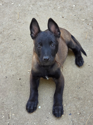 Miss choco