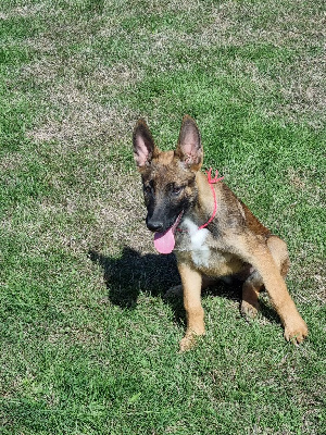 Miss rose 