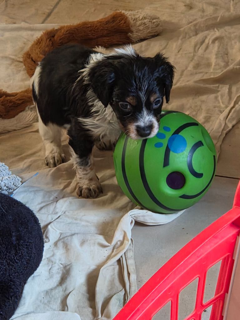 Du Paradis Des Anges - Chiots disponibles - Epagneul Breton