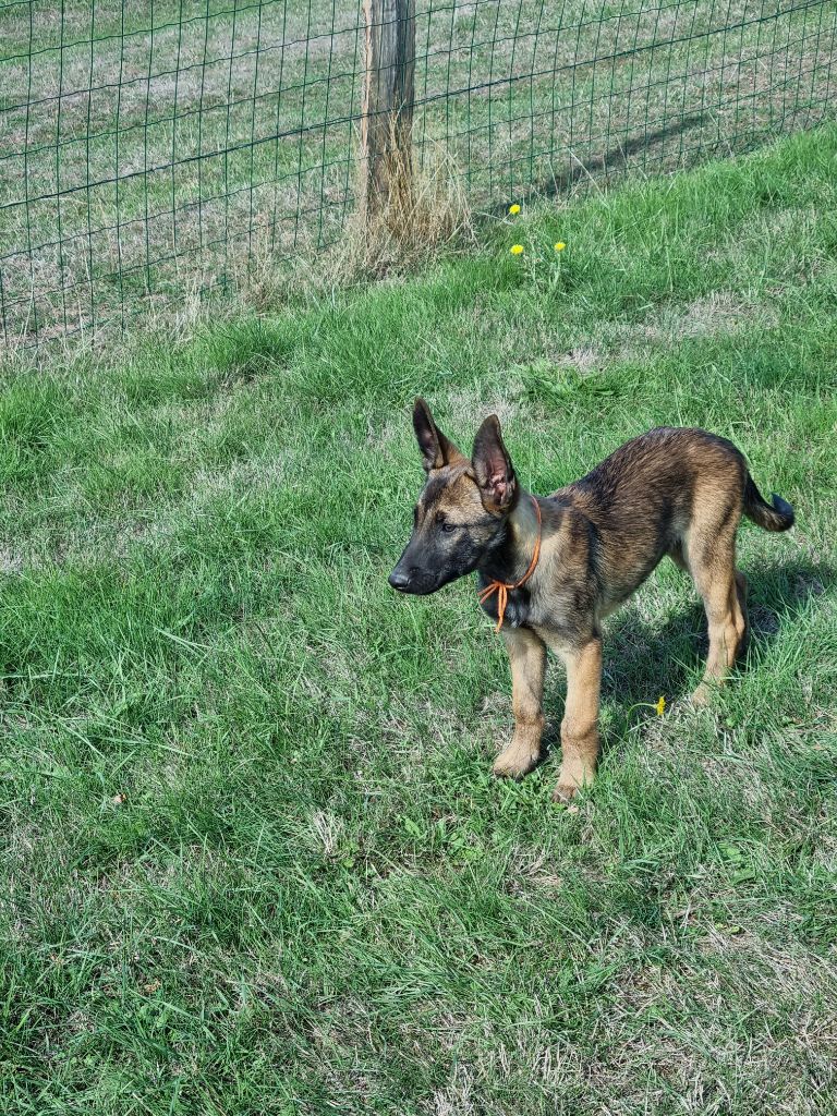 Du Paradis Des Anges - Chiots disponibles - Berger Belge