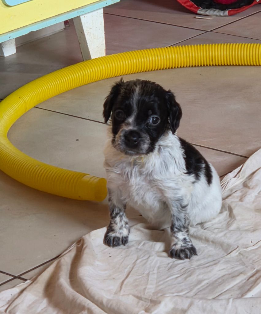 Du Paradis Des Anges - Chiots disponibles - Epagneul Breton