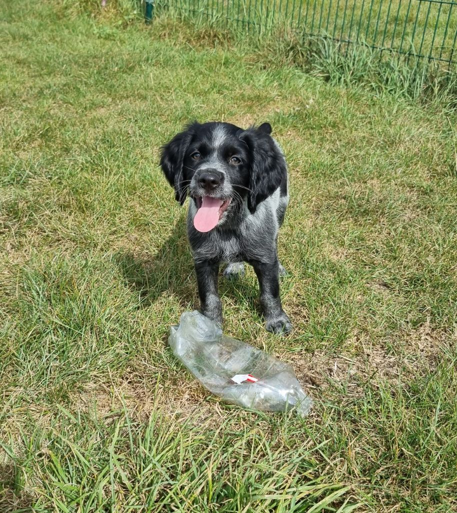 Du Paradis Des Anges - Chiots disponibles - Epagneul Breton